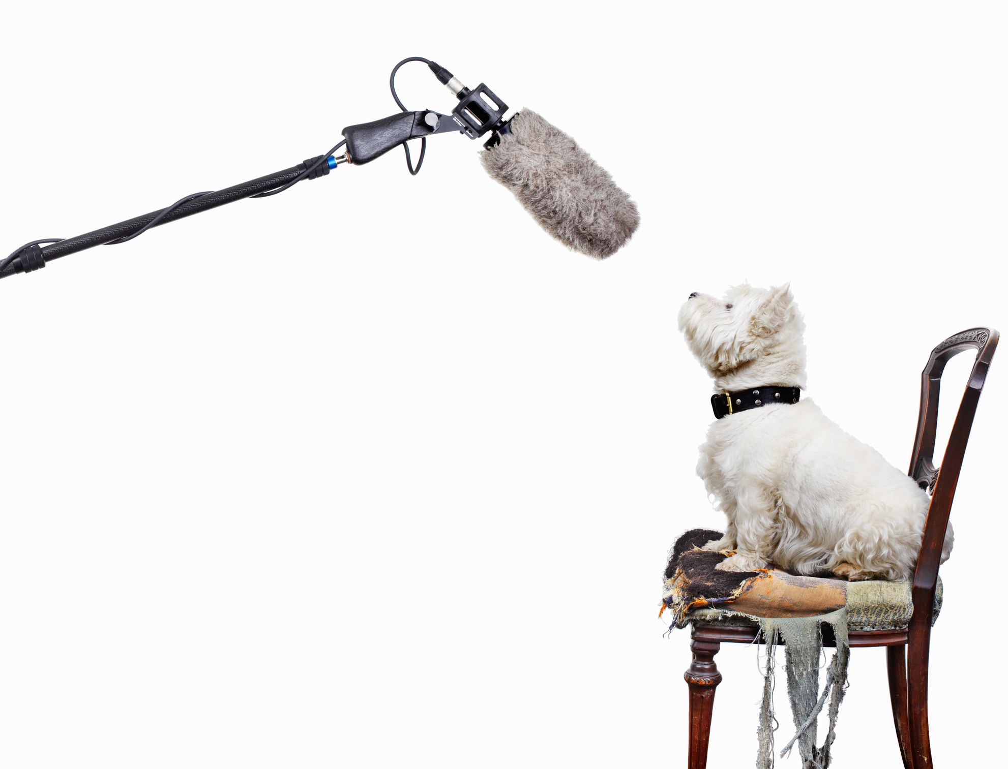Ένας σκύλος που κάθεται σε μια καρέκλα φαίνεται να μιλάει σε ένα μικρόφωνο. 